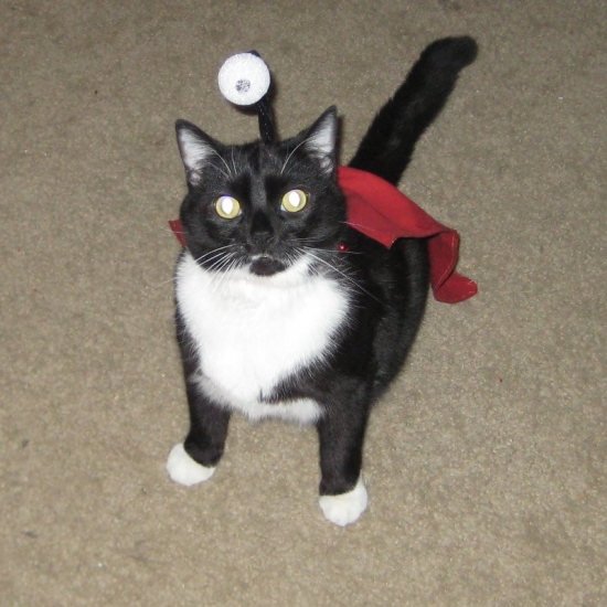 Cat in Nibbler costume
